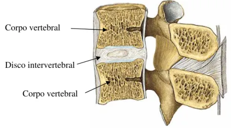 Figura 3 -  Unidade funcional da coluna vertebral. 