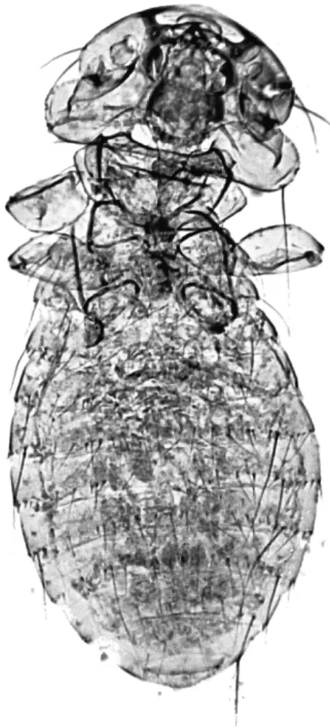Figure 7.  Menacanthus distinctus: second nymphal instar (N II) male. 