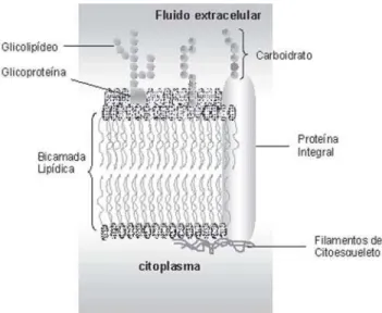 Figura 1. Modelo de mosaico bilipídico e fluídico da membrana celular