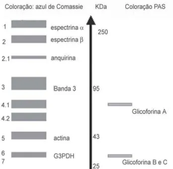 Figura 3. Representação esquemática de eletroforese de extrato de membrana eritrocitária; G3PDH =  gliceraldeído-3-fosfato-desidrogenase (banda 6); PAS = Periodic Acid Schiff, coloração específica para éster de ácido siálico 2