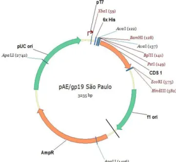 Figure 1. The plasmid pAE-gp19 with the gp19 gene inserted between  the KpnI and EcoRI restriction enzyme sites.