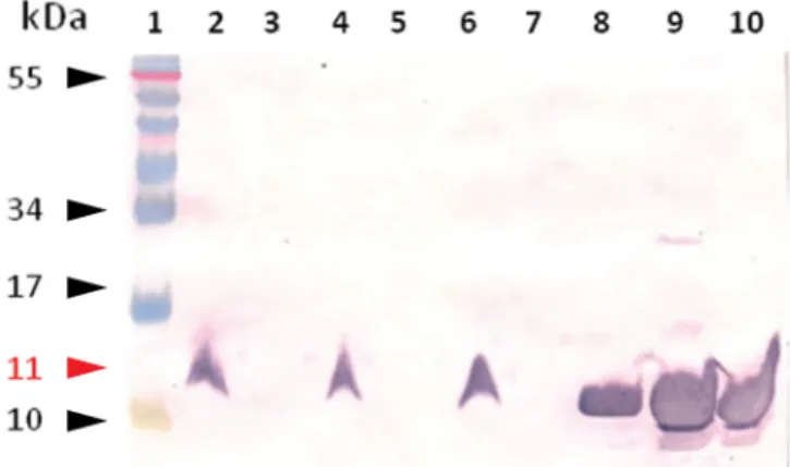 Figure 1. Western blot analysis of A2 protein. The samples are,  respectively:  lane 1, Prestained Protein Ladder (Fermentas); lane  2, BL21 (DE3) extract, induced by IPTG, transformed with  the construction pET28a_A2; lane 3, BL21 (DE3) extract, not  indu