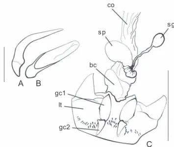 Fig. 2. Metoncidus epiphytus reproductive structures. A, median lobe of aedeagus, left lateral view; B, same, dorsal view; C, female reproductive tract and genitalia; co = common oviduct; sg = spermathecal gland; sp = spermatheca; bc = bursa copulatrix; gc