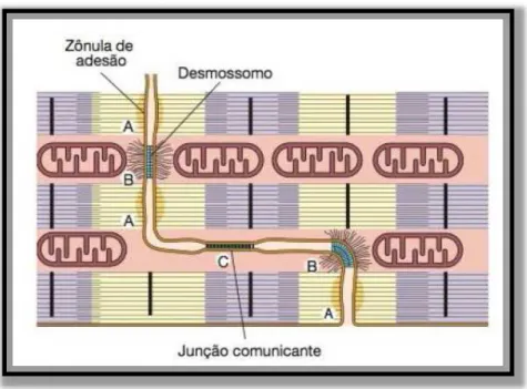 Figura  2.  Demonstração  esquemática  do  disco  intercalar.  (A)  zônulas  de  adesão,  (B)  desmossomos  e  (C)  Junções  comunicantes