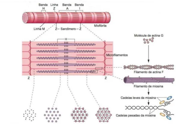 Figura 3. Diagrama da estrutura e posição dos filamentos finos e grossos do sarcômero