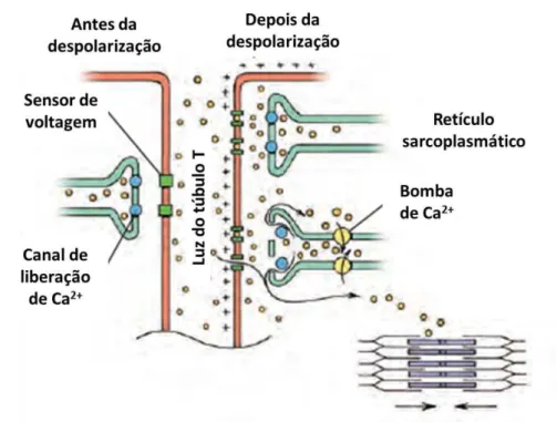 Figura 7. Movimento dos íons de cálcio durante a despolarização da membrana na musculatura cardíaca