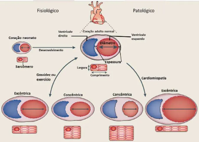 Figura  8.  Geometria  da  hipertrofia  cardíaca.  O  coração  apresenta  a  capacidade  de  aumentar  seu  tamanho,  dependendo do estímulo, resultando na hipertrofia ventricular ou disfunção cardíaca