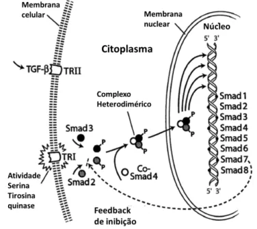 Figura 9. Via de sinalização da Smad ativando ou desativando genes específicos. 