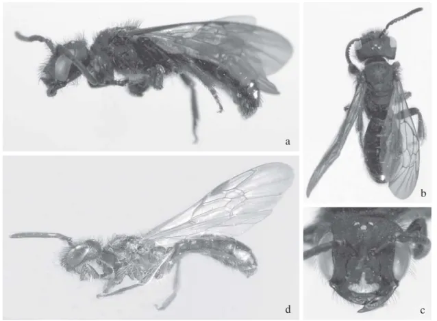 Fig. 1. Protandrena from the Andes of Colombia (Males). a-c, Protandrena bachue sp. nov