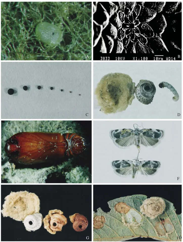 Fig. 1. Aspects of the life cycle of G. exquisita. A, egg in the eve of the hatching; B, egg ultra-struture focusing the micropile; C, Head capsules from 2 nd  to 8 th  instars; D, A 8 th  instar caterpillar with shelter, and trichomes and silk layer; E, p