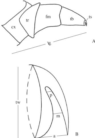 Fig. 1. A - Schematic representation of a cassidine (Gratiana spadicea) larval leg (cx = coxa, fm = femur, tb = tibia, tr = trochanter, ts = tarsungulus), and corresponding length measure (LL arrow); B – schematic representation of its tarsungulus, and cor