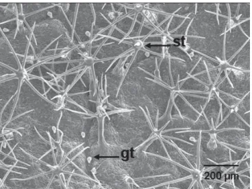Fig. 2. Solanum guaraniticum. Overview of the abaxial leaf surface showing the stellate (st) and the simple glandular trichomes (gt).