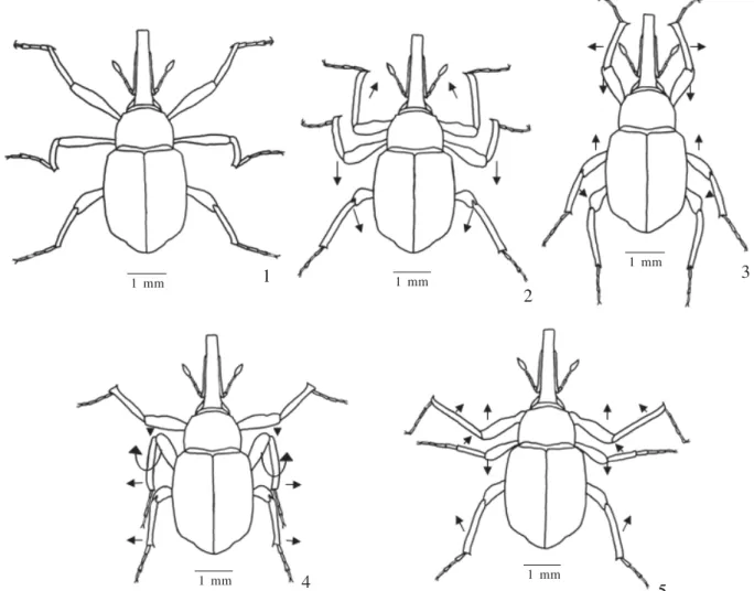 Fig. 1-5. Movements of the legs during swimming of Ochetina uniformis: 1, resting; 2-3, stroke; 4-5, recovery.