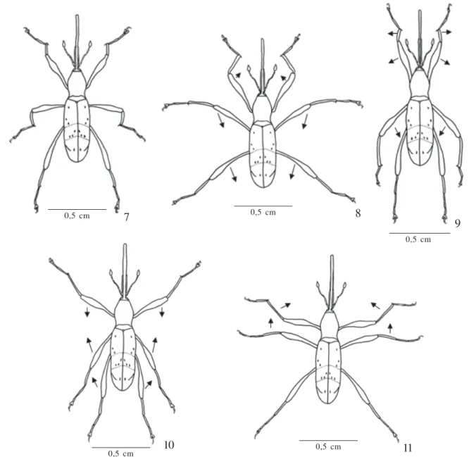 Fig. 7-11. Movements of the legs during swimming of Ludovix fasciatus: 7, resting; 8-9, stroke; 10-11, recovery.