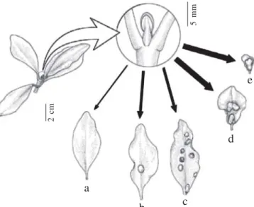 Fig. 1. C. lanceolata leaves under different parasitism intensity by the gall former C