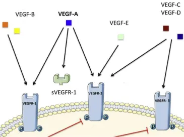 Figura 9 - Papel do VEGF no cancro da próstata (adaptado de Delongchamps et al., 2006)
