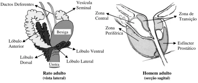 Figura 15 - Estrutura anatómica da próstata do homem (a) e da próstata do rato macho (b) (adaptado de Valkenburg  e Williams, 2011).