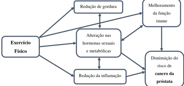 Figura 16 - Esquematização de benefícios relacionados com o exercício e o risco de cancro da próstata (adaptado  de Wekesa et al., 2015).