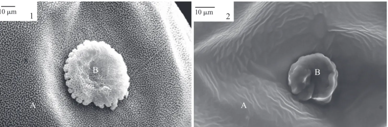 Fig. 3. Scanning electron micrographs showing external surface of the chorion of Chrysoperla externa eggs laid by females from Vacaria County, Rio Grande do Sul State, Brazil, originated from distilled water (A) or abamectin-treated (B) third-instar larvae