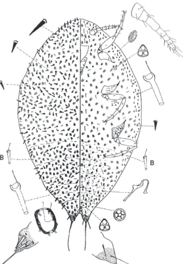 Fig. 1. Acanthococcus gracielae sp. nov. Hembra adulta. (B: microconducto