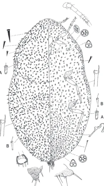 Fig. 2. Acanthococcus granarae sp. nov. Hembra adulta (A: microconducto