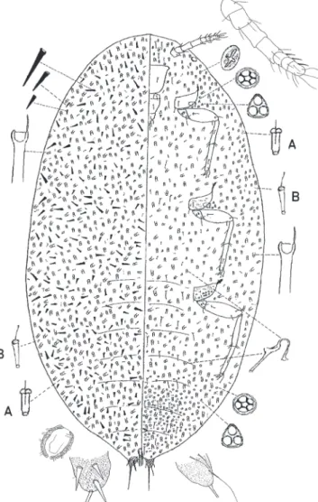 Fig. 3. Acanthococcus piptadeniae (Hempel). Hembra adulta. (A: