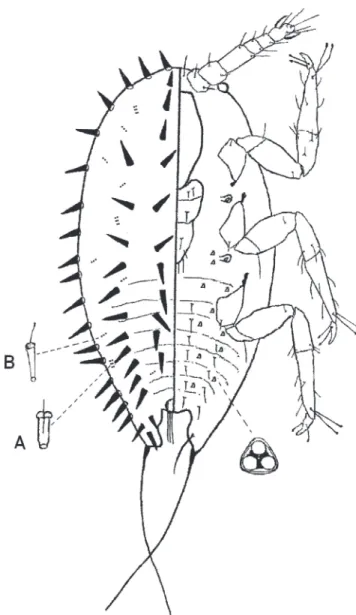 Fig. 4. Acanthococcus piptadeniae (Hempel). Ninfa del primer estadio. (B: