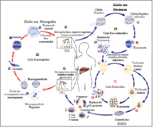 Figura 1. Ciclo biológico do Plasmodium spp. Adaptadado de  http://www.med.sc.edu:85/parasitology/blood-proto.htm