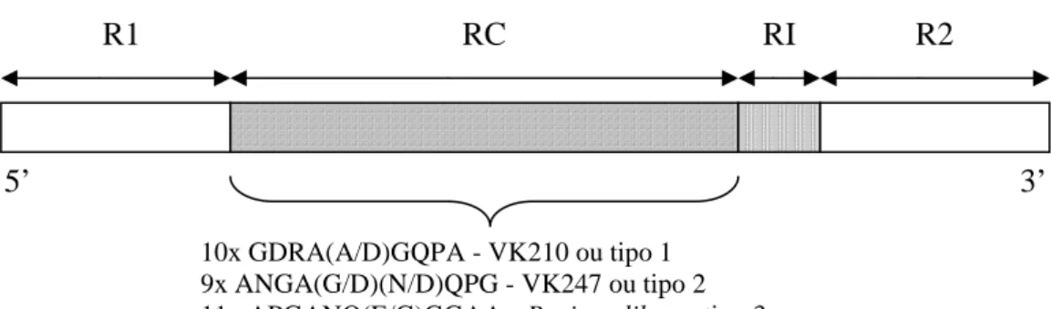 Figura 2. Estrutura do gene da CS de Plasmodium vivax, com duas regiões  terminais não repetidas altamente conservadas (R1 e R2); um domínio central  repetido (RC), com um número variável de repetições seqüenciais e, uma região  curta de inserção (RI)