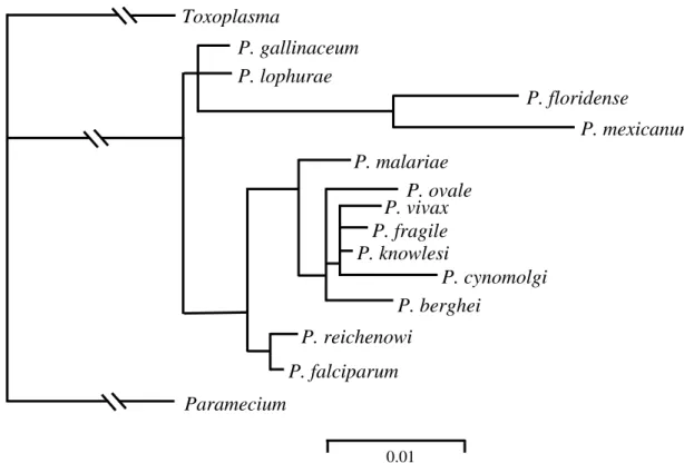 Figura 3. Árvore filogenética gerada a partir da porção não repetida da CS originada pelo método de máxima verossimilhança