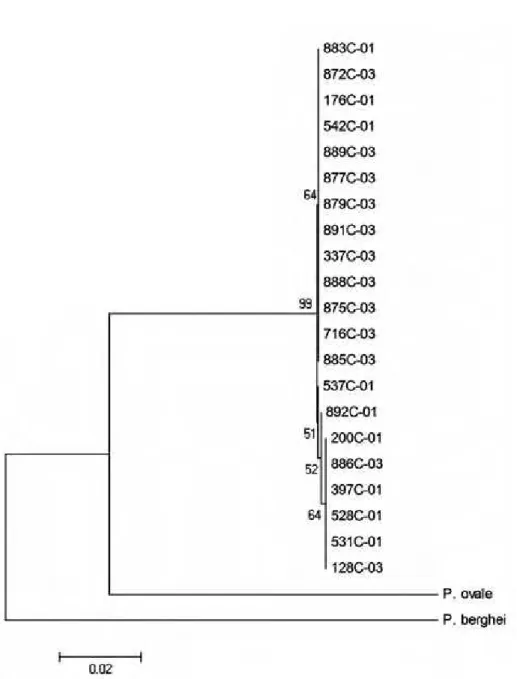 Figure 1. Neighbor-joining tree of the 18 SSU RNAr gene based in p  distance,  including transitions and transversions