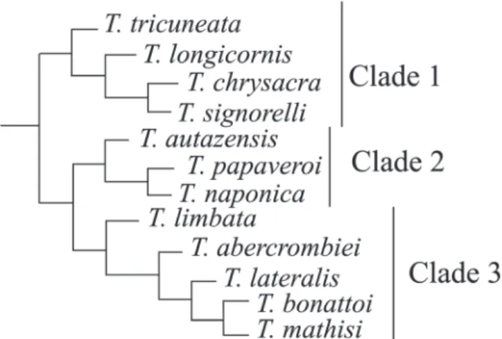 Fig. 1. Phylogenetic analysis for Thecomyia species (modified from Marinoni et al. 2003).