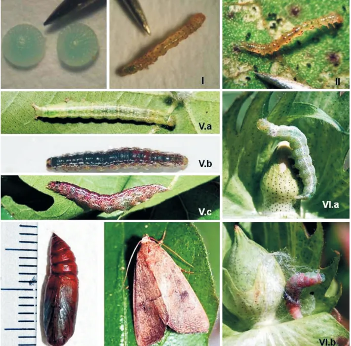 Fig. 2. Developmental stages of Anomis impasta – eggs, first (I) and second instar larva (II)