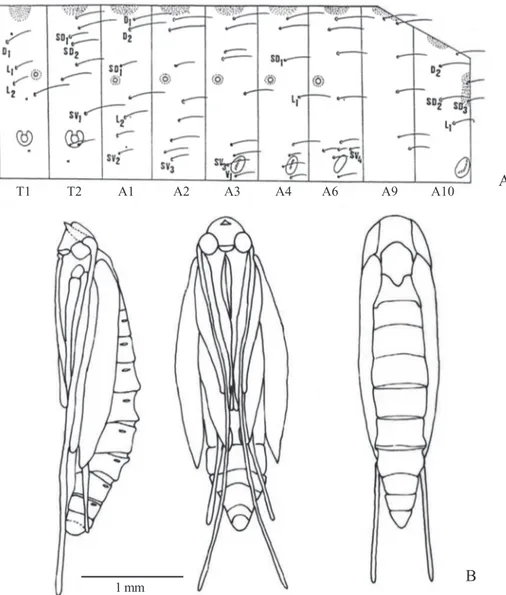 Fig. 9. Hualpenia lithraeophaga sp. nov. (A) Chaetotaxy of thoracic segments: 1–2; and abdominal segments: 1, 2, 3, 4, 6, 9 and 10