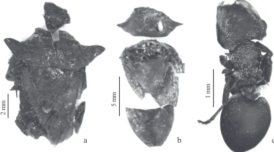 Fig. 2. Specimens found in the cannabis plant material: (a) Euschistus heros, (b) Thyanta perditor, and (c) Cephalotes pusillus.1 mm5 mma2 mmb c