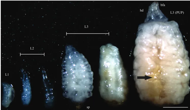 Fig. 1. Larval stages, L1, L2, and L3 with early spiracle (sp) development, of Physocephala sp