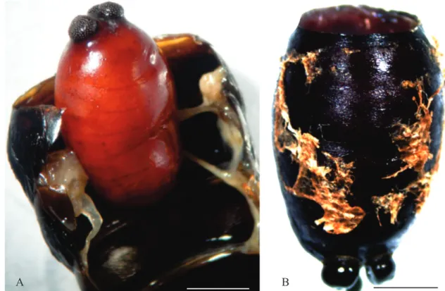 Fig. 2. A. Cocoon soon after pupation of Physocephala sp. lodged inside the bee’s abdominal cavity (dissected in this micrograph)