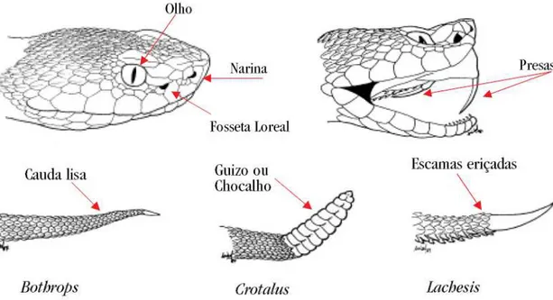 Figura 1 – Critérios de identificação entre serpentes peçonhentas e não-peçonhentas. Retirado e  modificado de Funasa, 2001