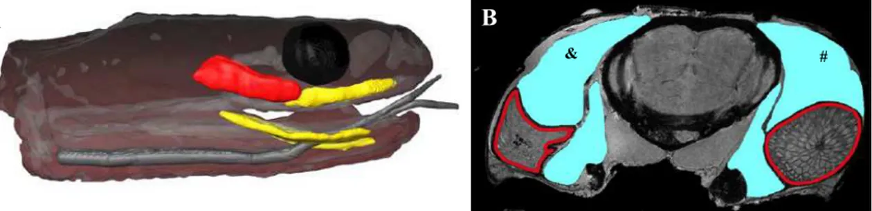 Figura 3 - Localização da glândula de veneno em serpentes. (A) detalhe em vermelho: glândula de veneno;  detalhe em amarelo: glândulas mucosas; (B) crânio em corte transversal
