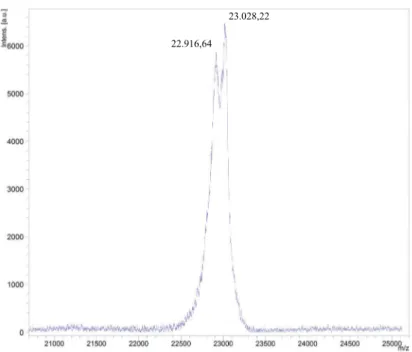 Figura 5 - Espectro de massa da leucurolisina-a nativa. Duas  isoformas, com sinais em 22.916,64 e 23.028,22 m/z, podem ser  observadas no espectro.