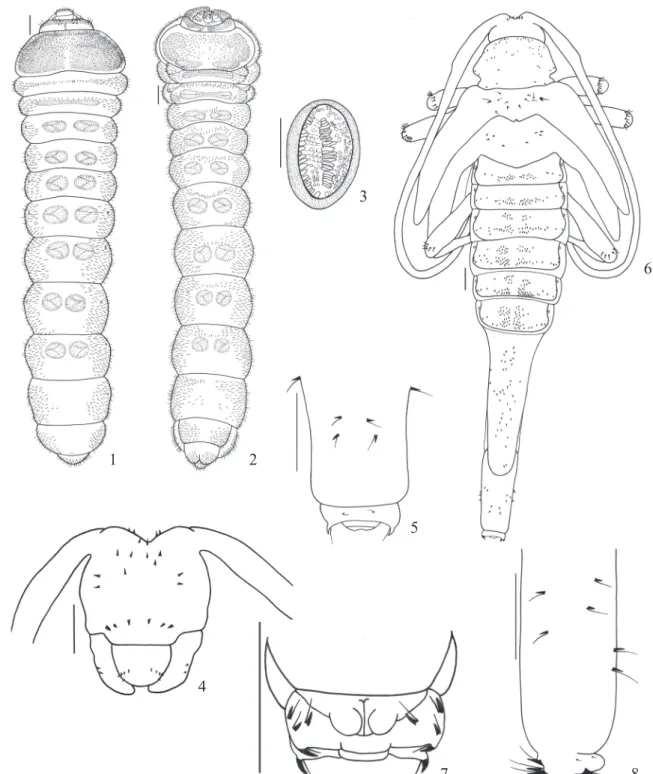 Fig. 6 (setae represented only on mesonotum and legs). Spines