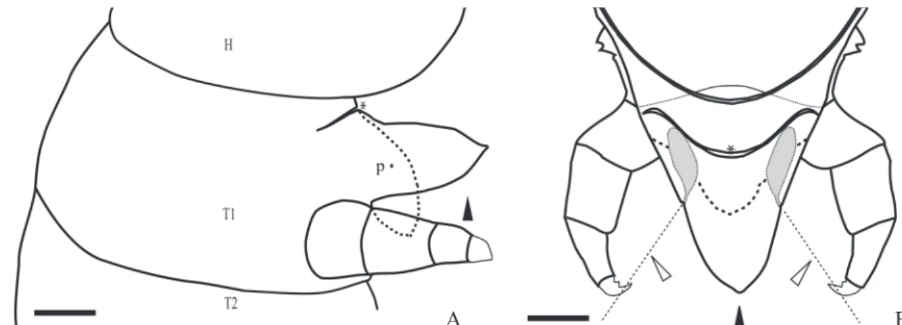 Fig. 1. Schematic representation of fifth instar prosternal glands of Heliconius erato phyllis