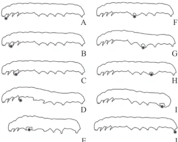 Fig. 3. Illustration of the behavior of fifth instar larva of Heliconius erato phyllis after facing a natural predator