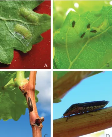 Fig. 1. Egg mass (A), nymphs (B), and adults (C e D) of the sharpshooter Homalodisca spottii observed on grapevines in Santa Maria da Boa Vista, PE, 14/08/2006