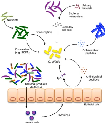 Figure  1.1.  Potential  mechanisms  involved  in  colonization  resistance  against  C