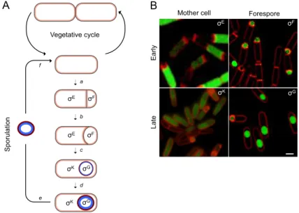 Figure  1.4.  Morphological  stages  and  compartmentalized  gene  expression  of  B. 