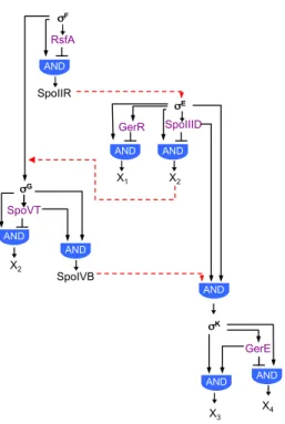Figure  1.6.  Regulatory  circuits  that  govern  gene  expression  during  sporulation