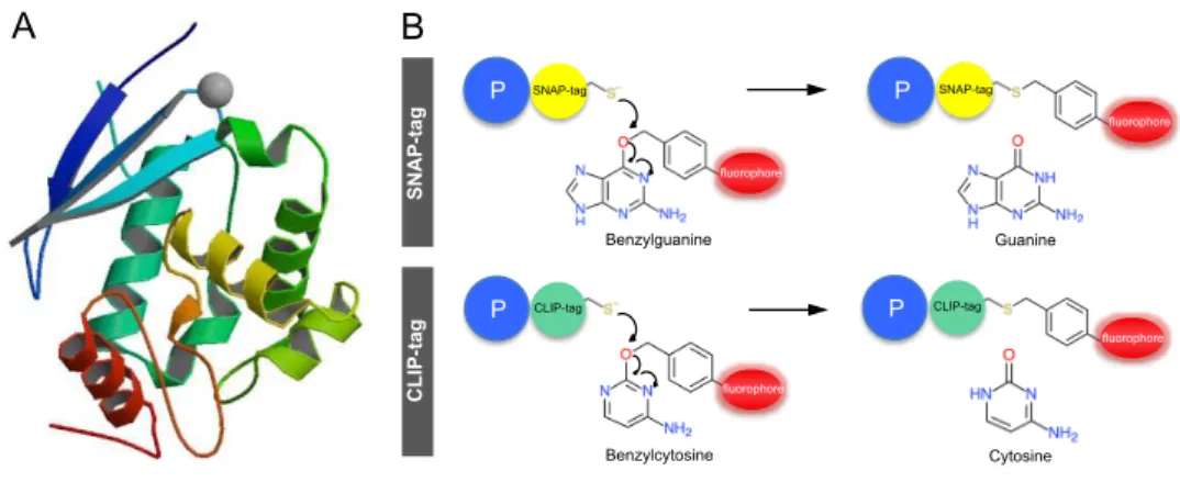 Figure  2.1. The  SNAP-tag  technology. (A) Crystal structure of SNAP-tag (PDB: 3KZY)