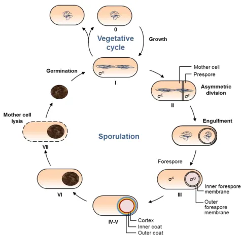 Figure  1.2  –  The  vegetative  and  sporulation  cycles  in  B.  subtilis.  The  key  morphological  stages  during  sporulation  (I-VII)  are  represented