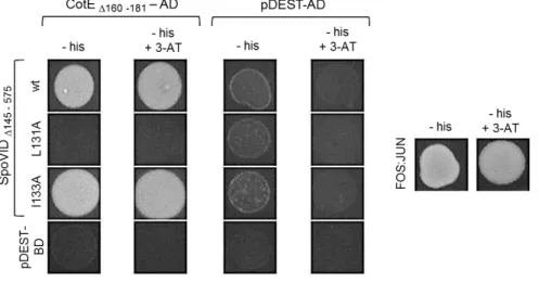 Figure  2.4  -  CotE  interaction  with  the  N-terminal  domain  of  SpoVID  in  yeast  two-hybrid  assays